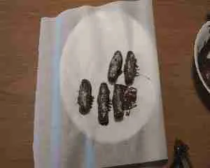 bounty